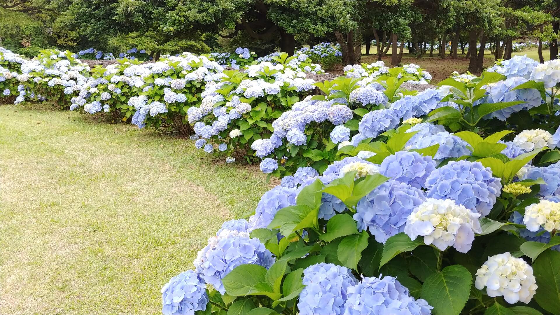 수국밭