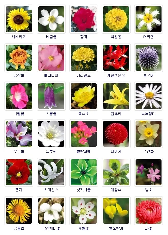 여름꽃 종류 모음 여름 꽃나무 추천 12가지 정리_1