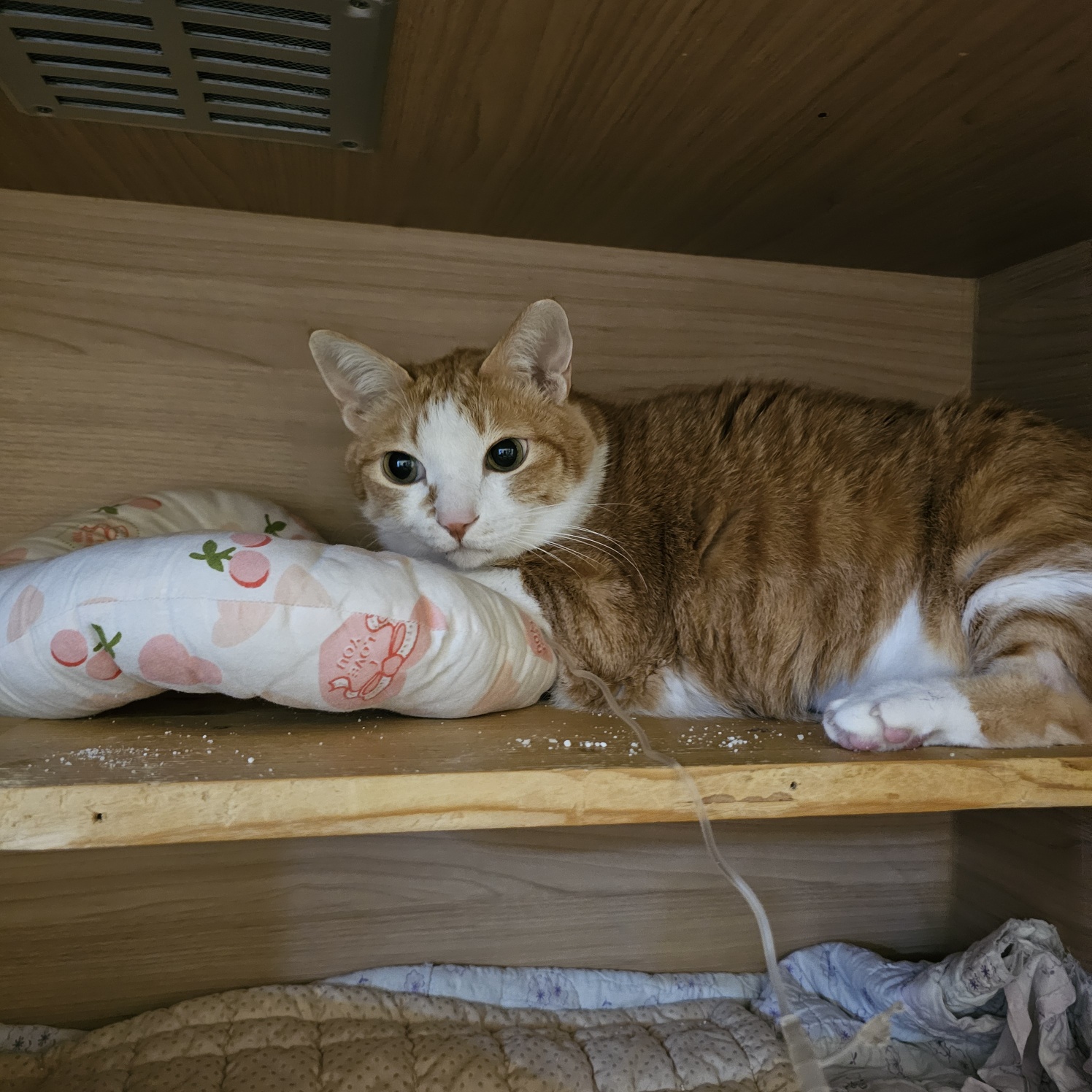 황달로_병원에_입원한_치즈냥이_호야_21