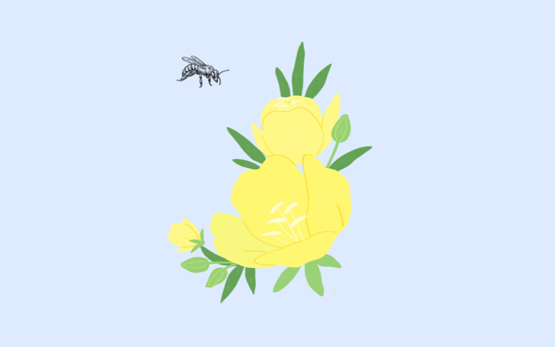 달맞이꽃종자유12