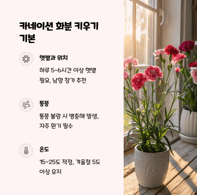 카네이션 화분 키우기