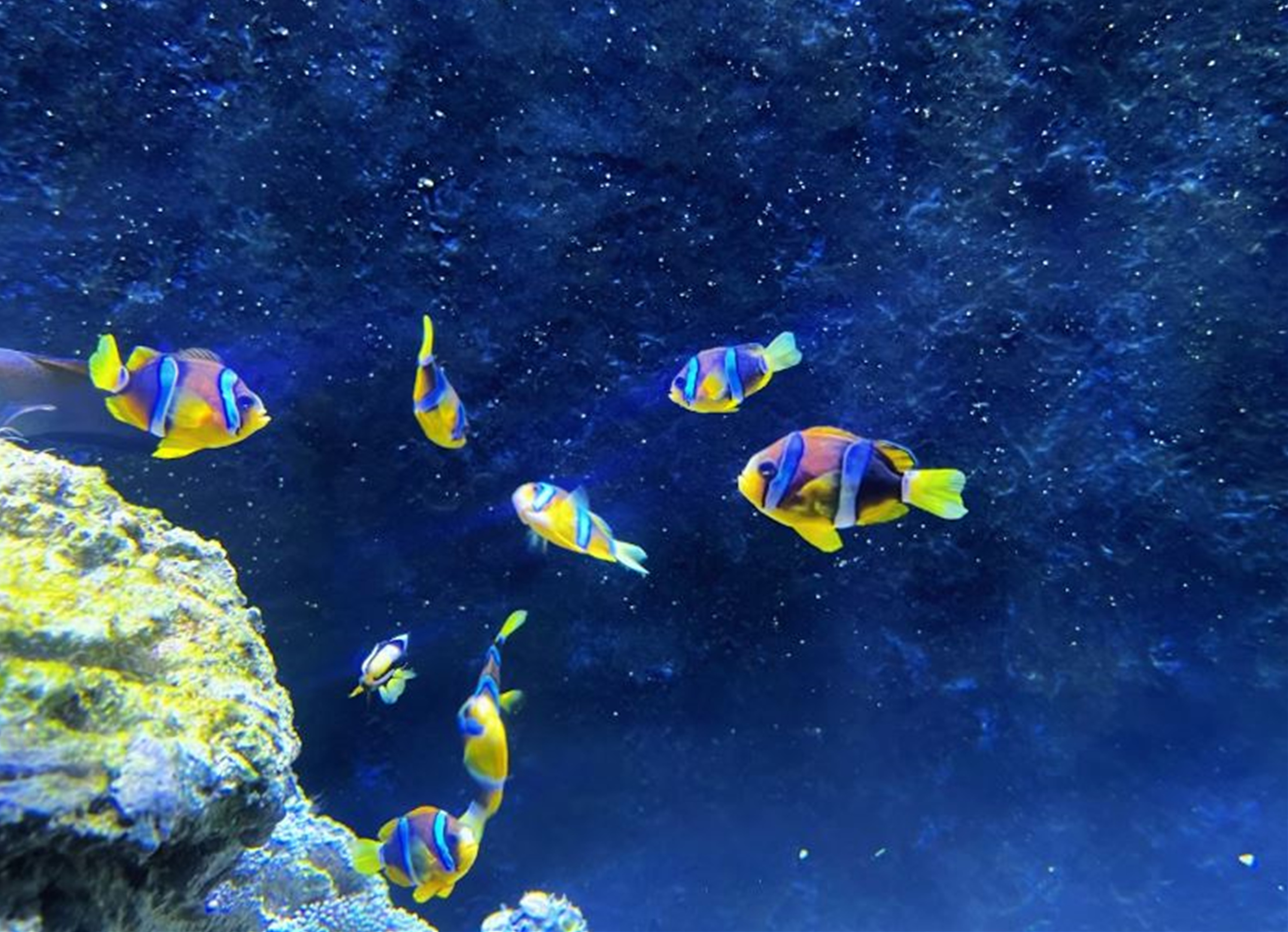 바다에 예쁜 노랑 파랑 색 물고기사진