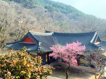 대한민국 벚꽃&middot;매화가 유명한 여행지 톱 5