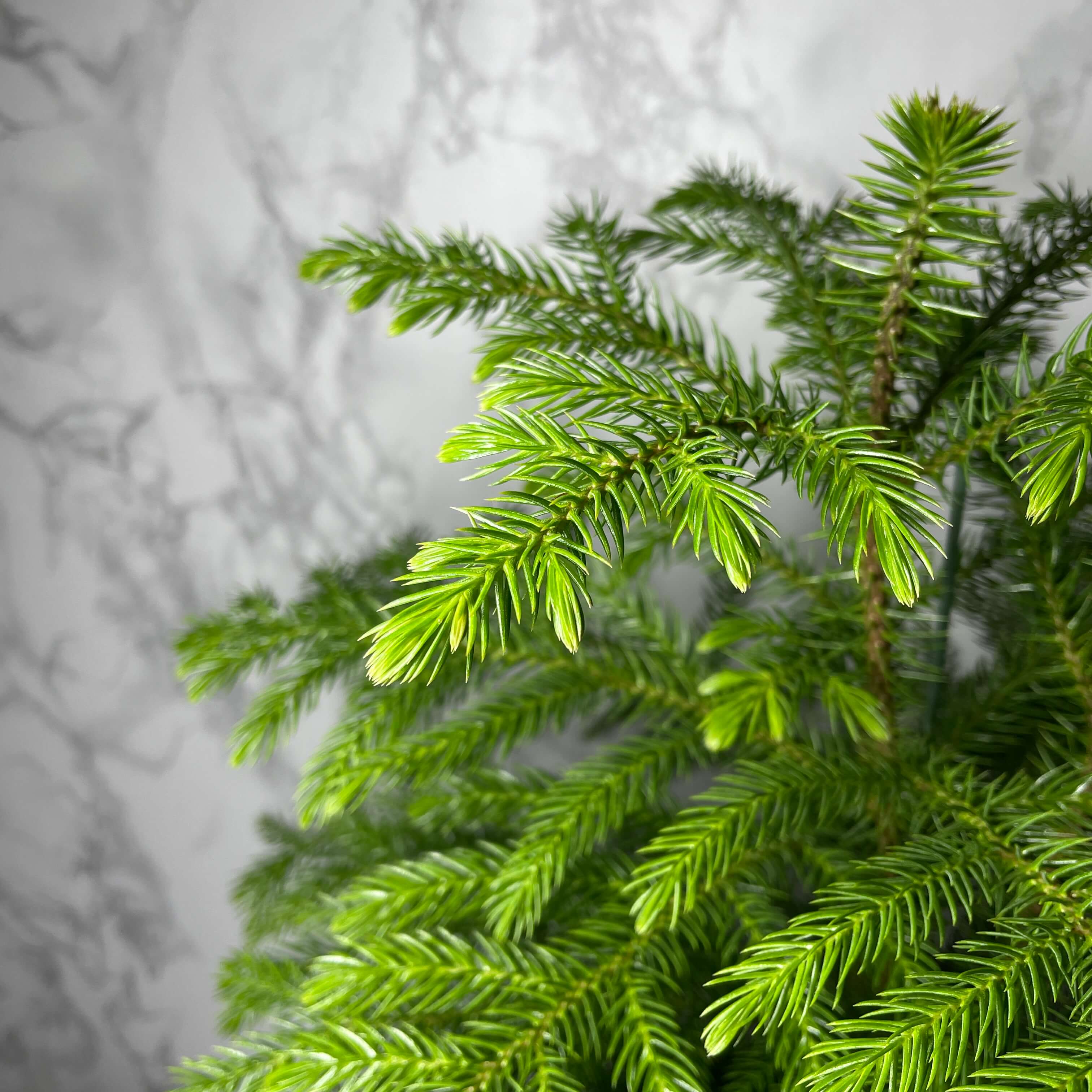 아라우카리아 키우기