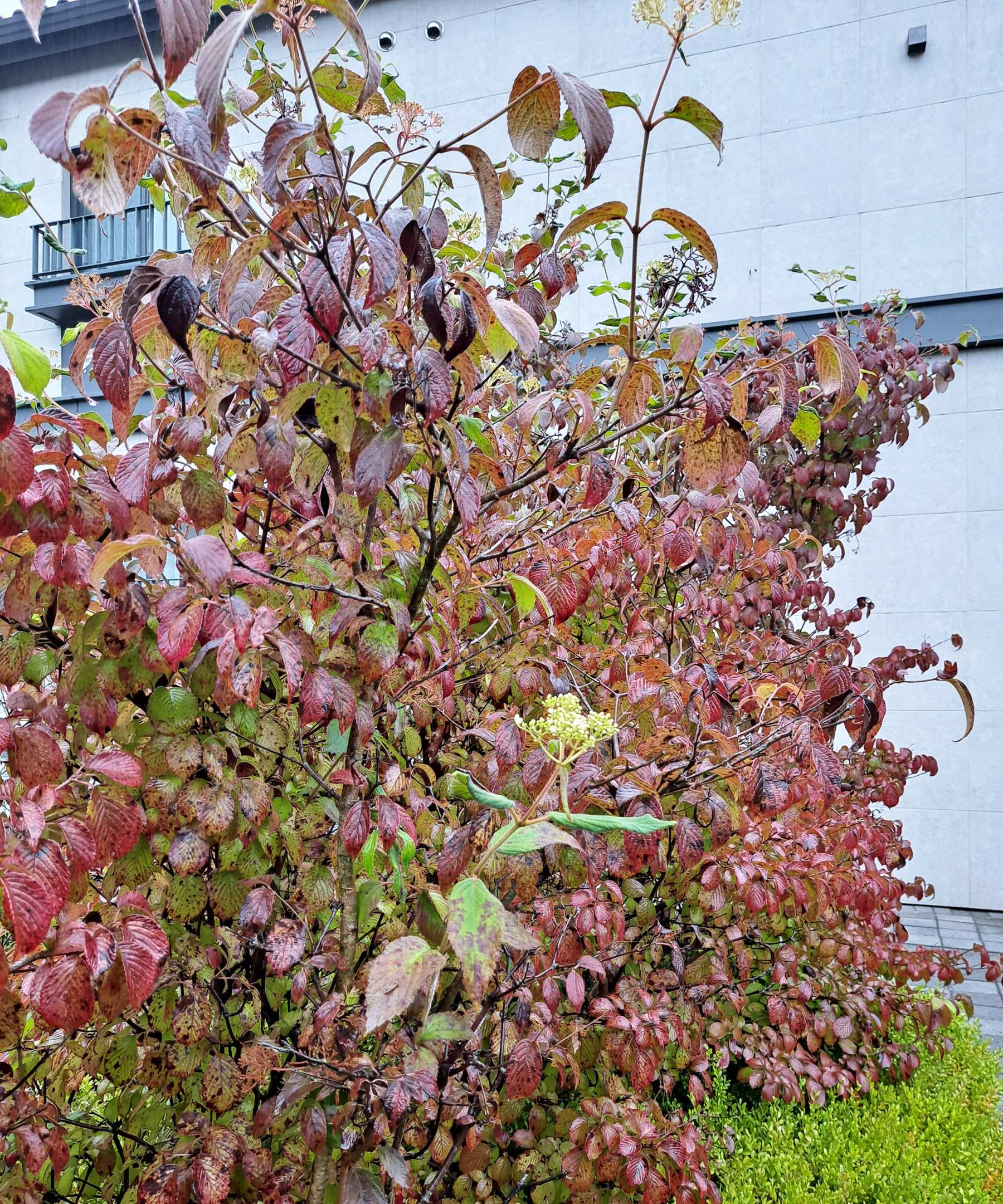 에덴낙원 이름모를나무