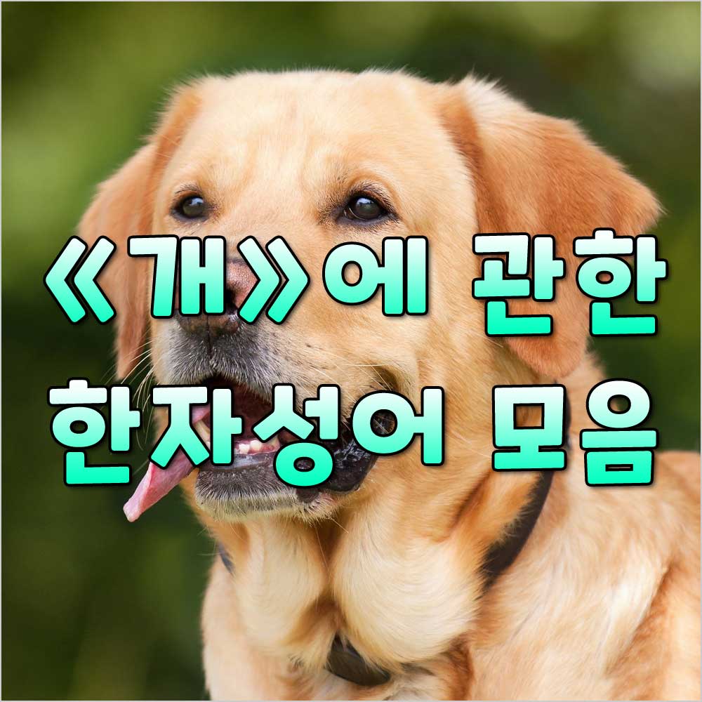 개사자성어