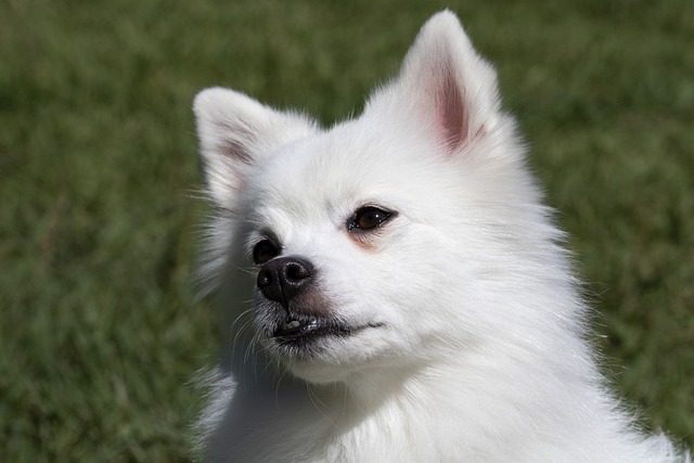 고양이