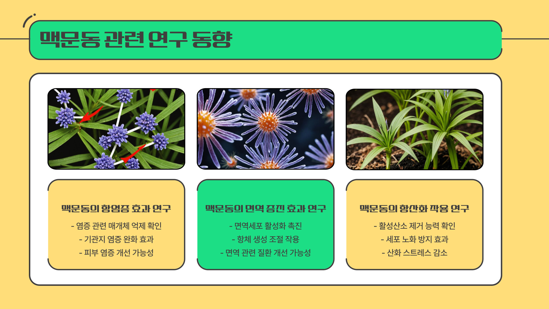 맥문동