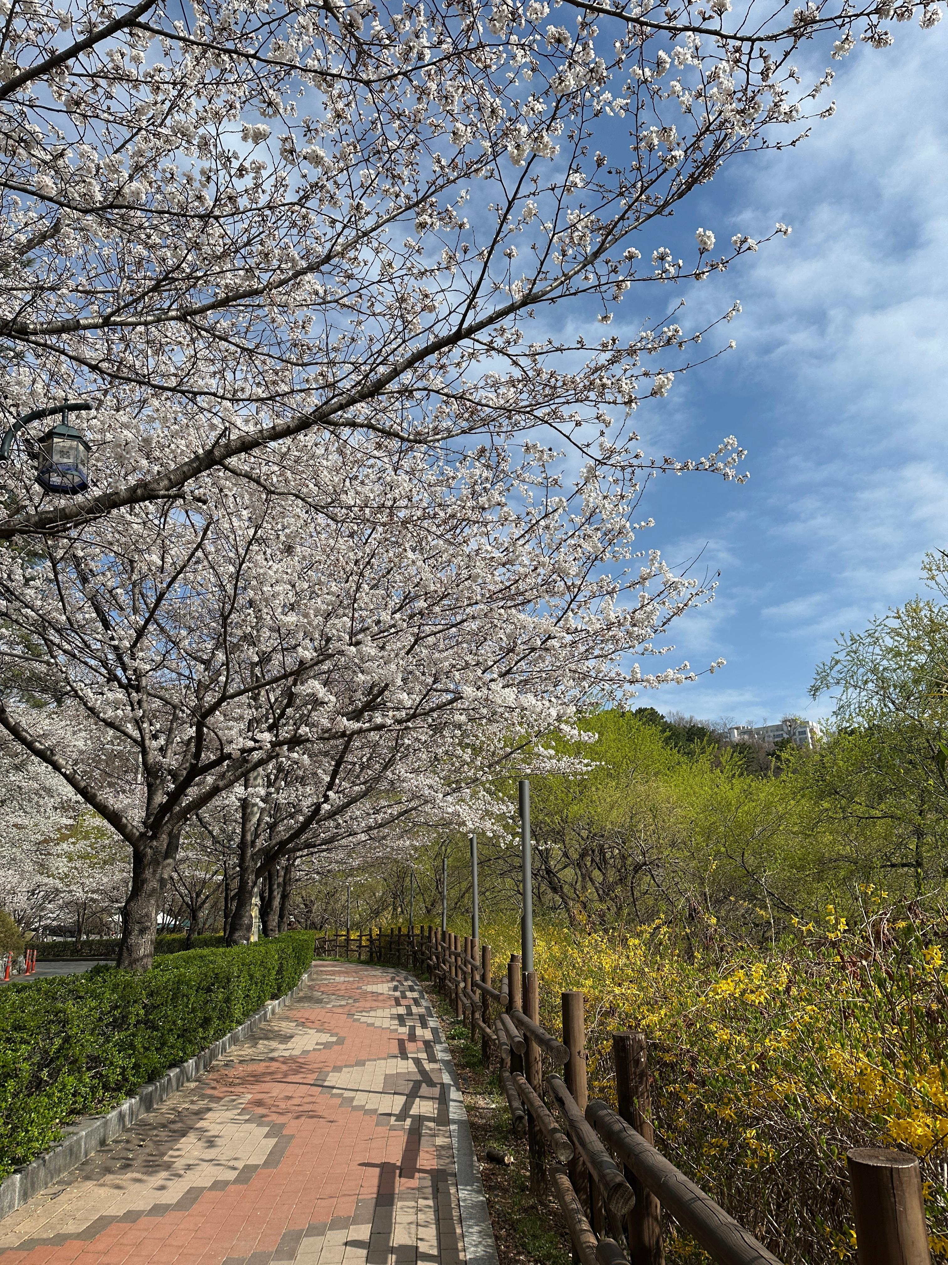 선암호수공원 벚꽃 사진