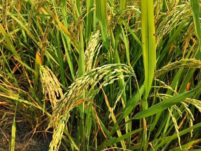 농작물 손해평가사