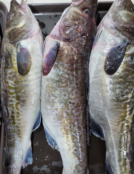 틈만나면 양재 식당 위치&amp;#44; 개포동 대구냄비매운탕 뽈지리탕 내장볶음&amp;#44; 최지우 시즌3 맛집