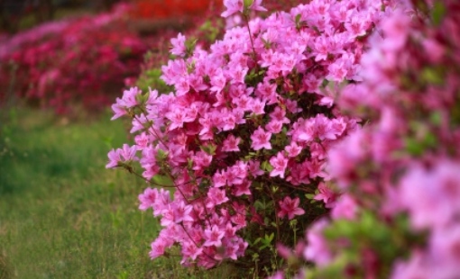 2025 군포 철쭉축제 교통 안내