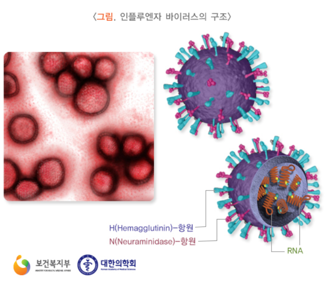 독감 인플루엔자 바이러스 구조