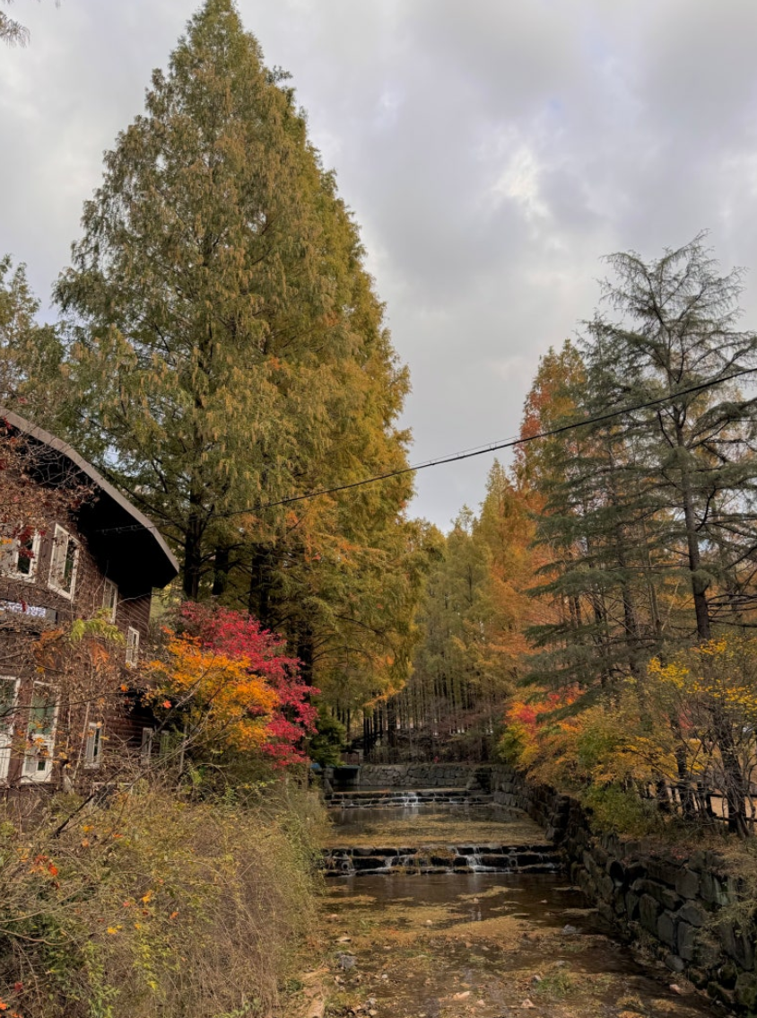 장태산 자연 휴양림의 가을 단풍