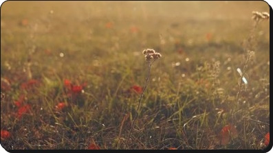 단기간다이어트