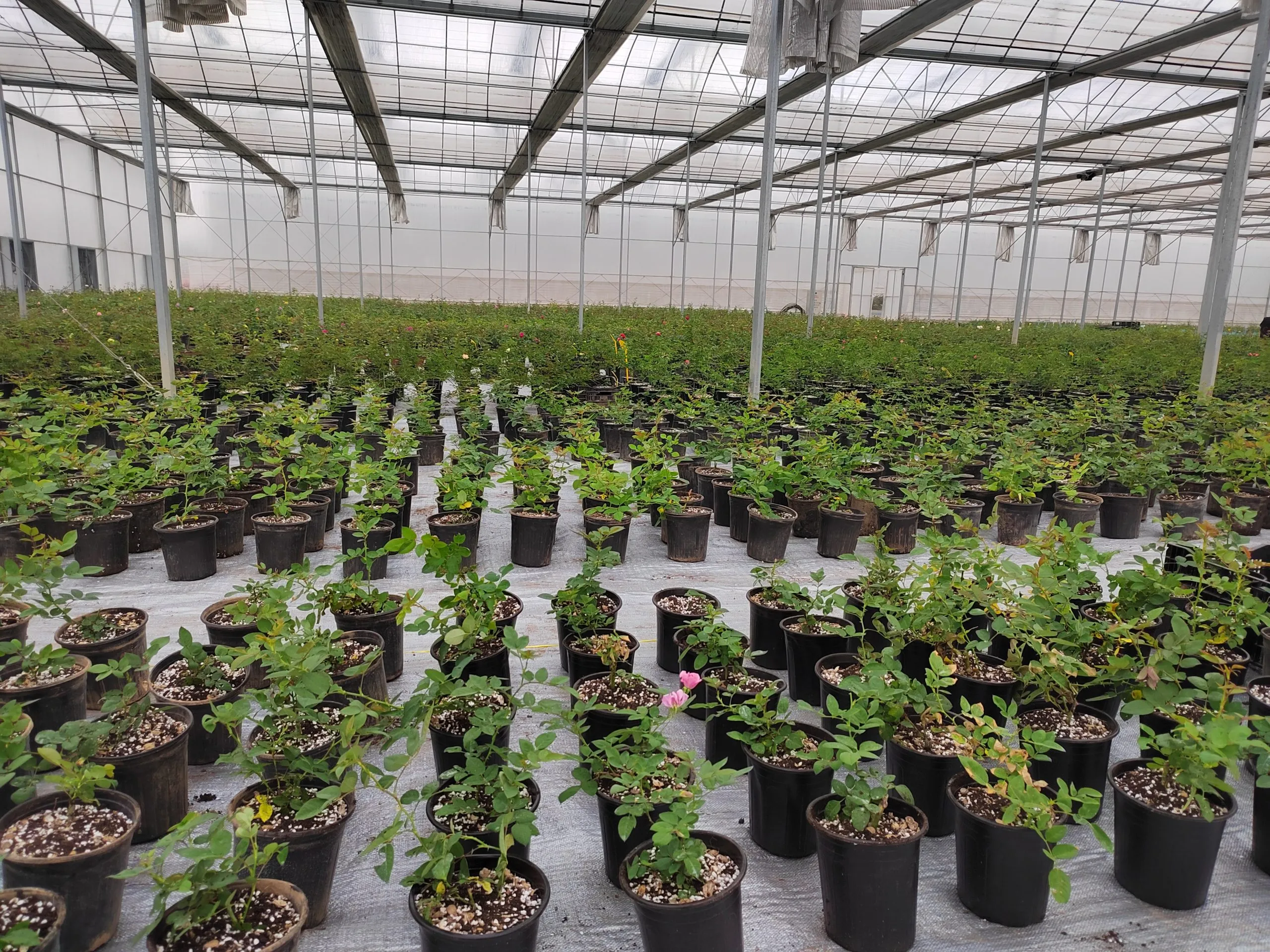 장미 재배 전정 시기 병해 예방 풍성한 개화_7