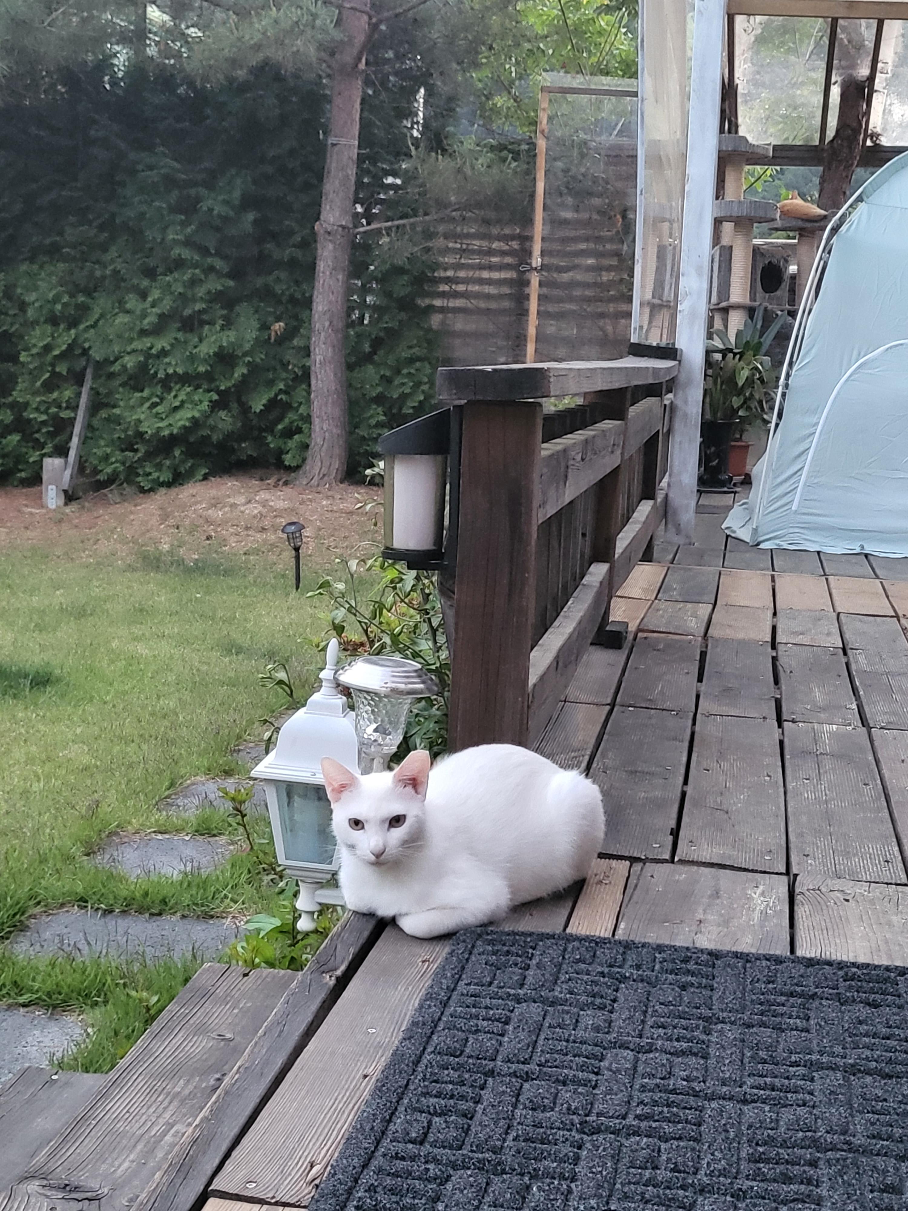 양평 보석상자펜션 고양이 풀