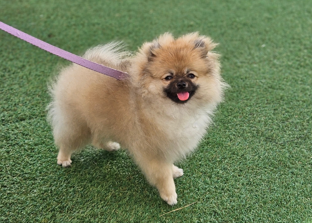 건강한 아기 강아지 모습