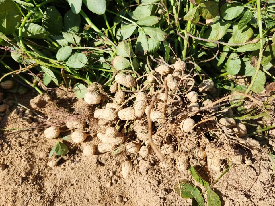 땅콩 심는 시기 수확시기 모종 파종_6