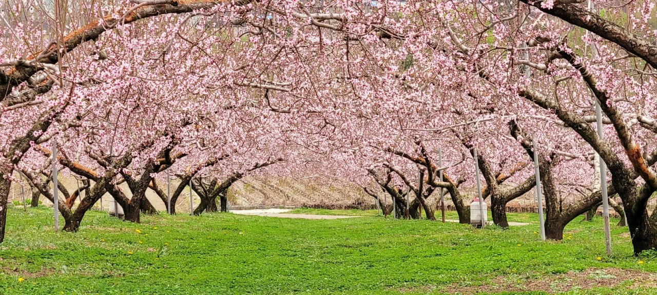 오늘N 이천 도화지카페 복숭아꽃 정원 카페 위치