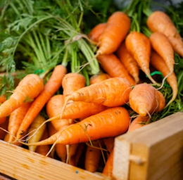 당근 효능 부작용 고르는법 칼로리