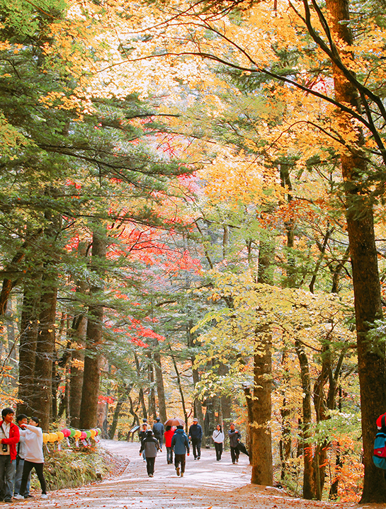 강원도 가을 사찰 여행은 지금~ (월정사, 오대산, 단풍길)