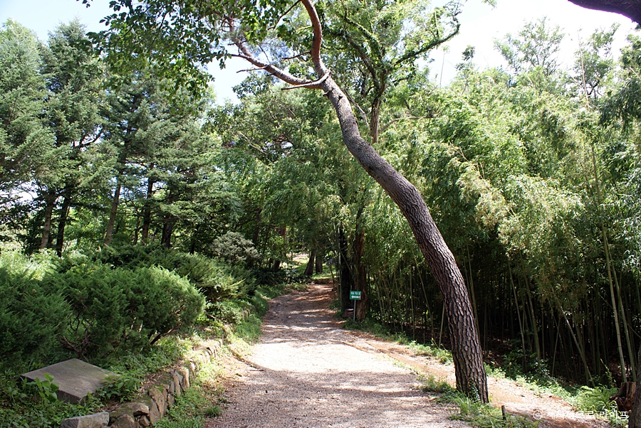 아홉산숲