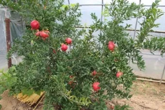 석류 재배 전정 요령 착과 관리 고온 피해 예방_9