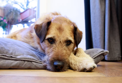 누워있는 강아지