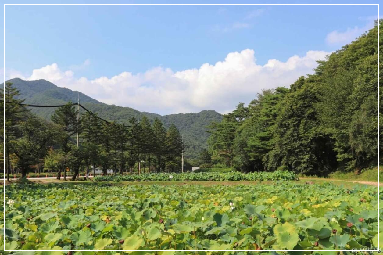 보은 가볼만한곳 베스트10 속리산 연꽃단지