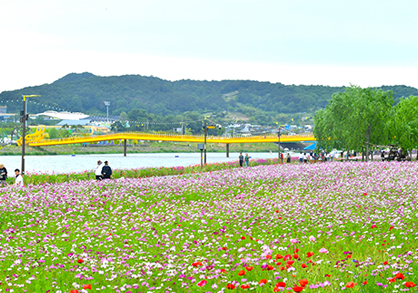 장성 황룡강 길동무 꽃길 축제