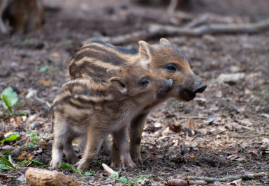 2025년 6월 돼지띠 생년별 운세