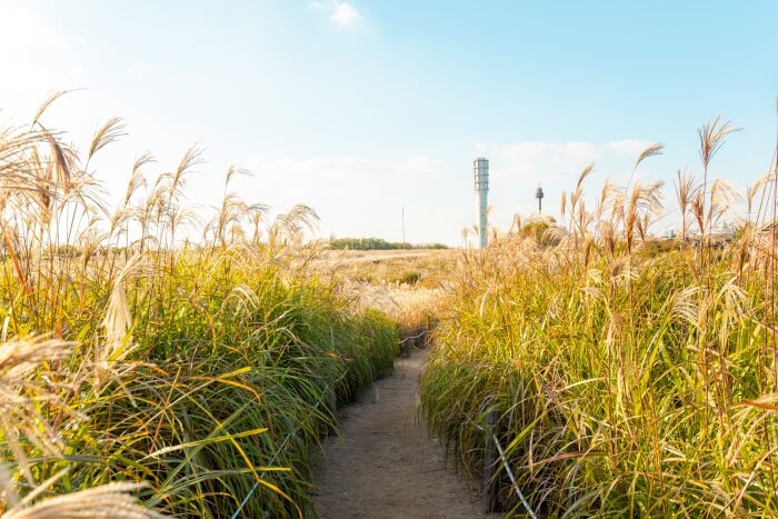11월 여행지 추천 2024년 11월 한국 여행 11월 한국 여행지 TOP 10 가을 여행지 추천 한국 단풍 명소 억새 명소 추천 11월 가을 여행 추천 서울 억새밭 여행 제주도 가을 여행지 포천 명성산 억새 담양 메타세콰이아길 수원 방화수류정 피크닉 고성 미시령 은하수 11월 여행 코스 전라북도 부안 노을 세종시 국립수목원 당일치기 여행지 한국 가을 여행 코스 서울 가을 야경 명소 11월 당일치기 추천