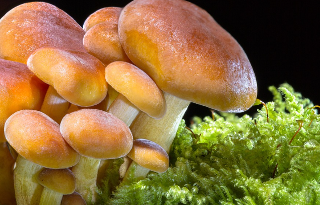 송이 버섯 효능 : 심혈관