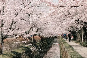 2026 벚꽃 야경 명소 완벽 가이드