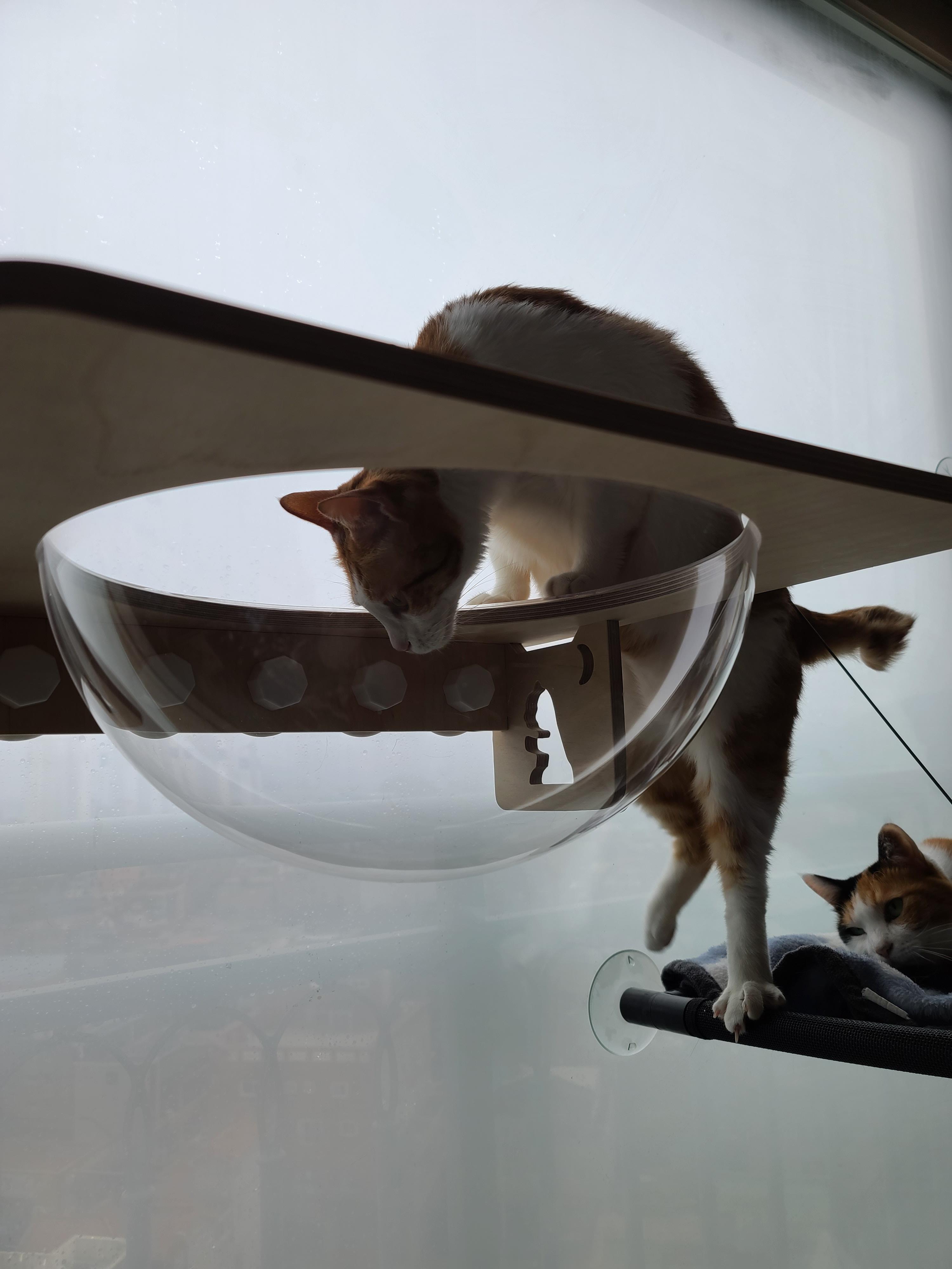 조심성 많고 소심한 막둥이의 캣볼 탐험기!! 결국 막둥이는...