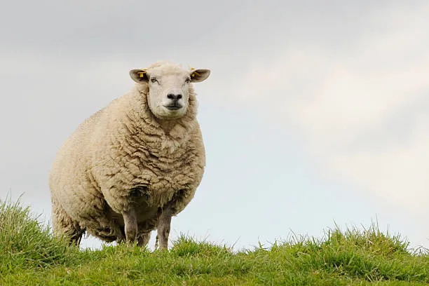 2025년 양띠 연애운