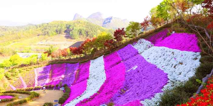 진안꽃잔디동산