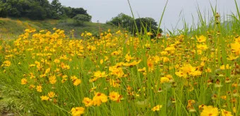 함안 악양생태공원 금계국 개화 시기와 사진 촬영 팁_12