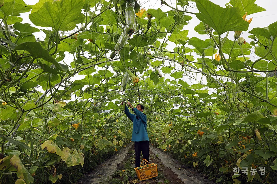 애호박 재배 꽃 관리 수분 받기 토양 배수 개선_6
