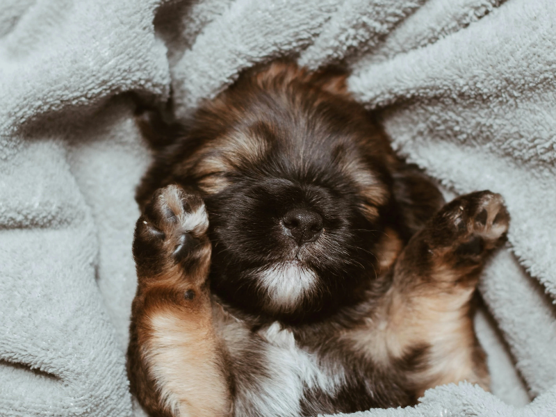 담뇨 위에서 자고있는 아기 강아지