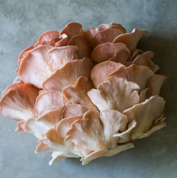 비타민D 부족 증상 섭취방법 많은 음식