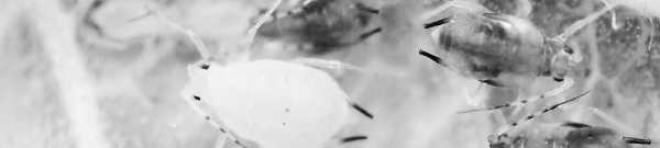 진드기 퇴치법: 기생 곤충