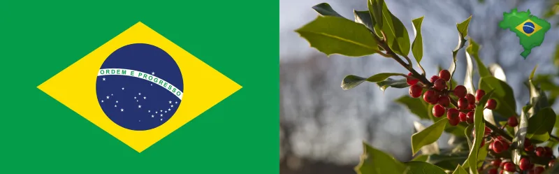 브라질 원두커피