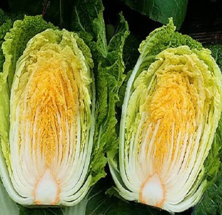 반으로-쪼개진-두쪽의-배추