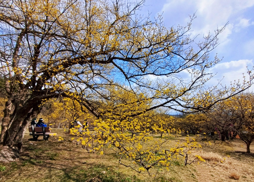 이천 백사 산수유꽃
