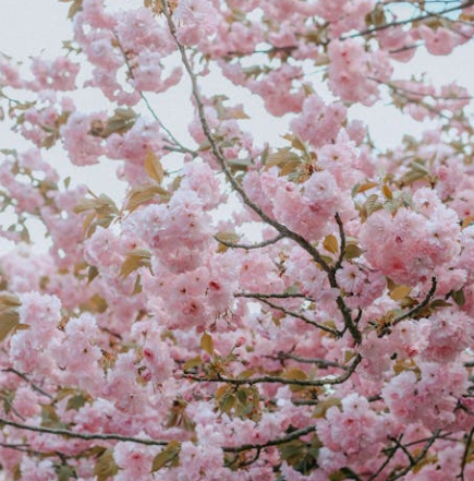 25년 벚꽃 개화시기 전국 일정