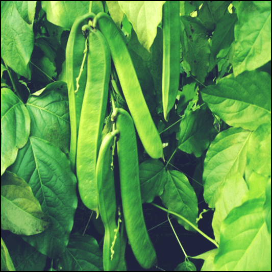 작두콩 차 효능 및 활성 성분 먹는 법과 주의점