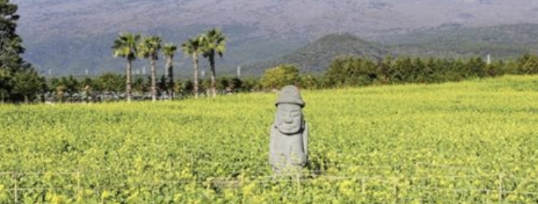 휴애리 동백과 유채꽃 축제2