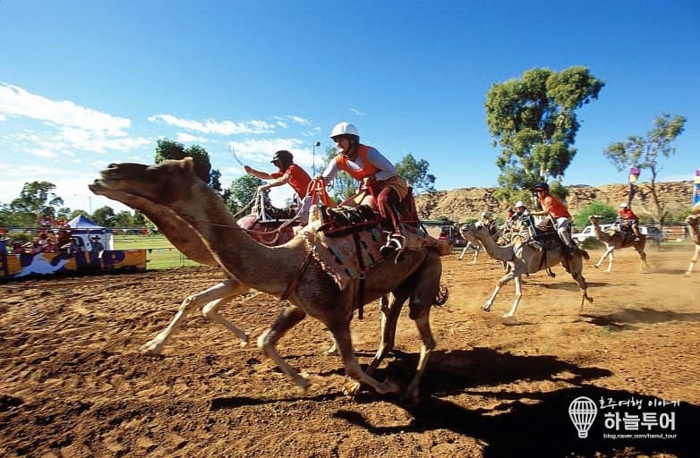 오스트레일리아 낙타경주
